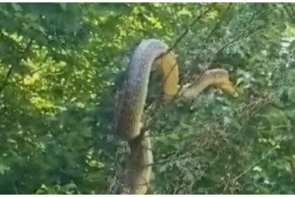 Ogromna zmija snimljena u Hercegovini: Stručnjak otkrio o kojoj je vrsti riječ (VIDEO)