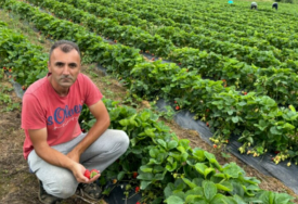 Alem Hodžić: Od pionira do lidera u uzgoju jagoda na 700 metara nadmorske visine
