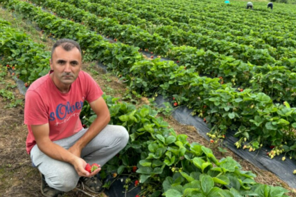 Alem Hodžić: Od pionira do lidera u uzgoju jagoda na 700 metara nadmorske visine