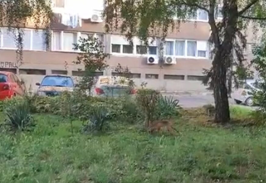 FOTO: SCREENSHOT 
