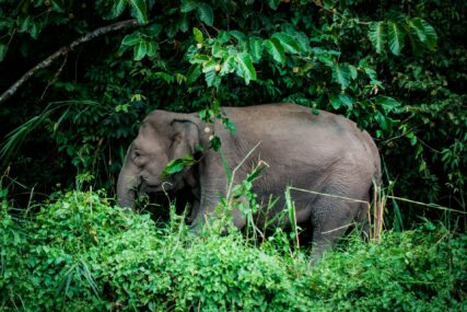 Borneo slonovi uvršteni na "crvenu listu" ugroženih vrsta