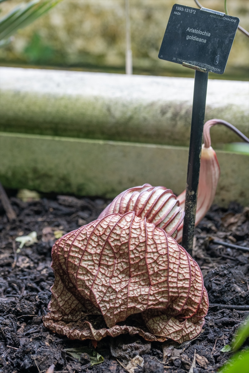 FOTO: KEW GARDENS / SEBSTIAN KETTLEY