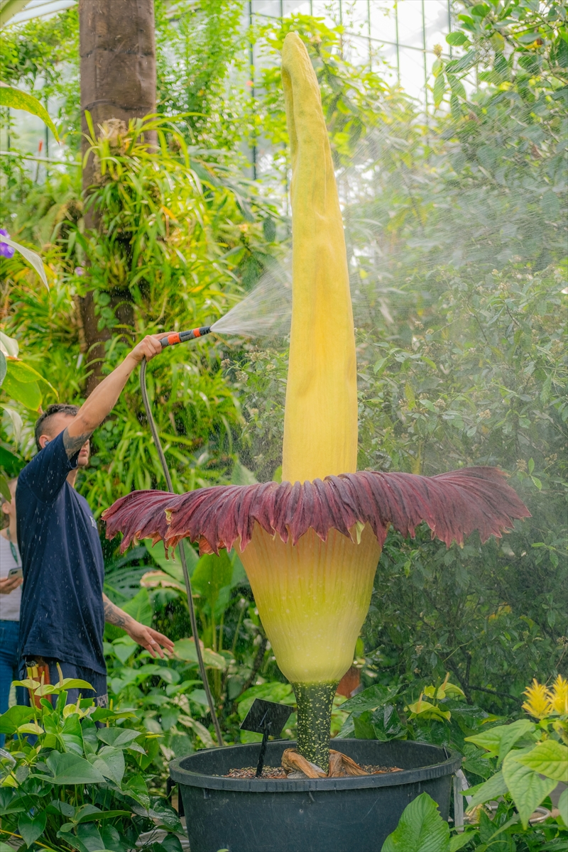 FOTO: KEW GARDENS / SEBSTIAN KETTLEY