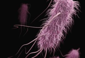 Šta je E coli bakterija i koliko je opasna za ljude?