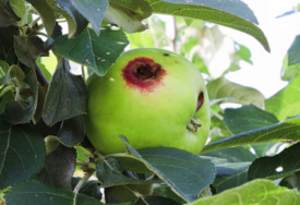 Smotavac može uništiti čak 90 posto roda jabuke. Na vrijeme ga suzbijte