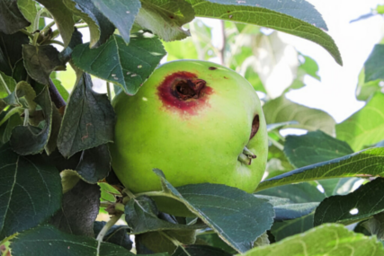 Smotavac može uništiti čak 90 posto roda jabuke. Na vrijeme ga suzbijte