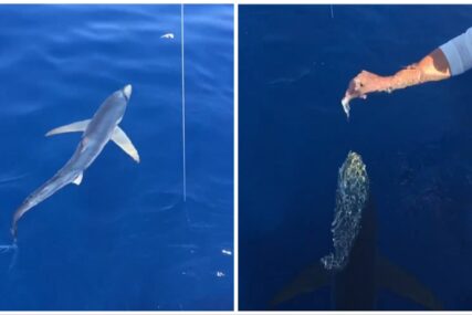 (VIDEO) Morski pas snimljen na Jadranu kako jede iz ruke: 'Pusti ga da te ugrize'