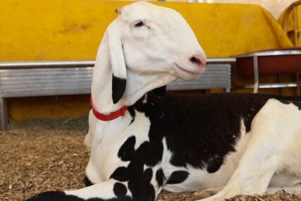 Ovce “Ladoum“ se prodaju po cijeni luksuznih automobila
