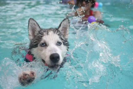 Šta treba da znate prije nego pustite psa u bazen