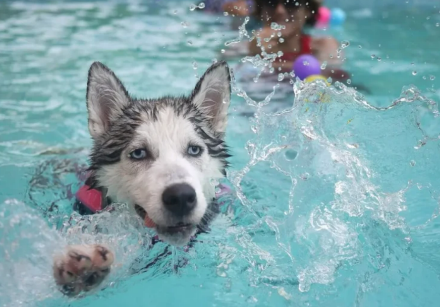 pas u vodi psi