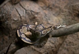 U Indoneziji ženu progutao piton, mještani rasporili zmiju i izvadili tijelo
