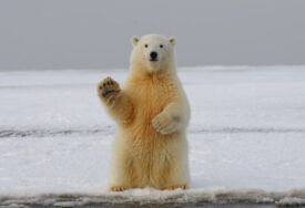 Polarni medvjedi mogli bi nestati iz zaljeva Hudson!