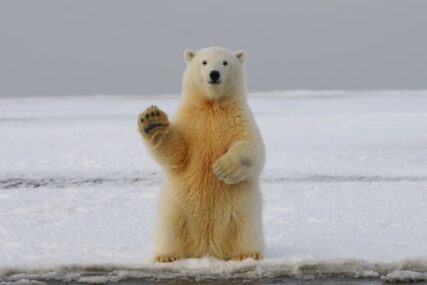 Polarni medvjedi mogli bi nestati iz zaljeva Hudson!