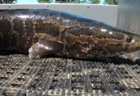 Ova opasna riba može da živi na kopnu (VIDEO)