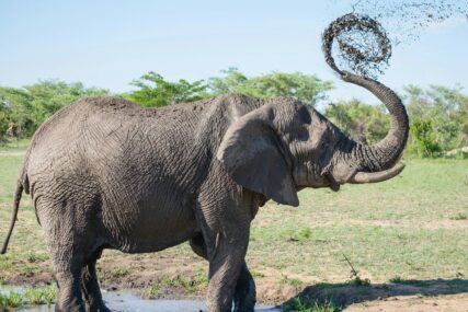 Studija pokazuje da bi slonovi mogli imati imena