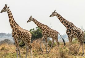 Nacionalni parkovi u Ugandi magnet za ljubitelje safarija
