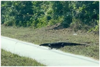 Žena na cesti vidjela velikog stvora i ostala u šoku: ‘Pomislili smo da je aligator, ali nije?!‘