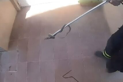 Najezda zmija u Splitu, građani upozoreni. "Velik broj ih svakodnevno ulazi u kuće"