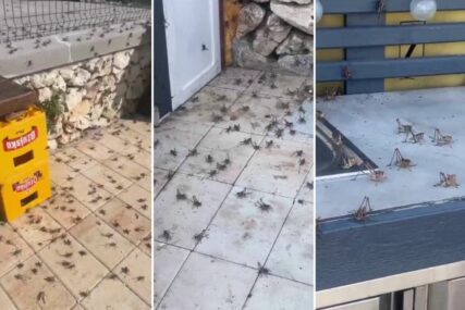 Insekti preplavili hrvatski otok, ima ih svugdje! Ljudi u panici, stručnjak upozorava: 'Ne dirajte ih'