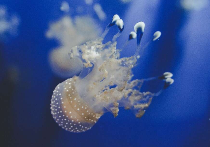 Meduza