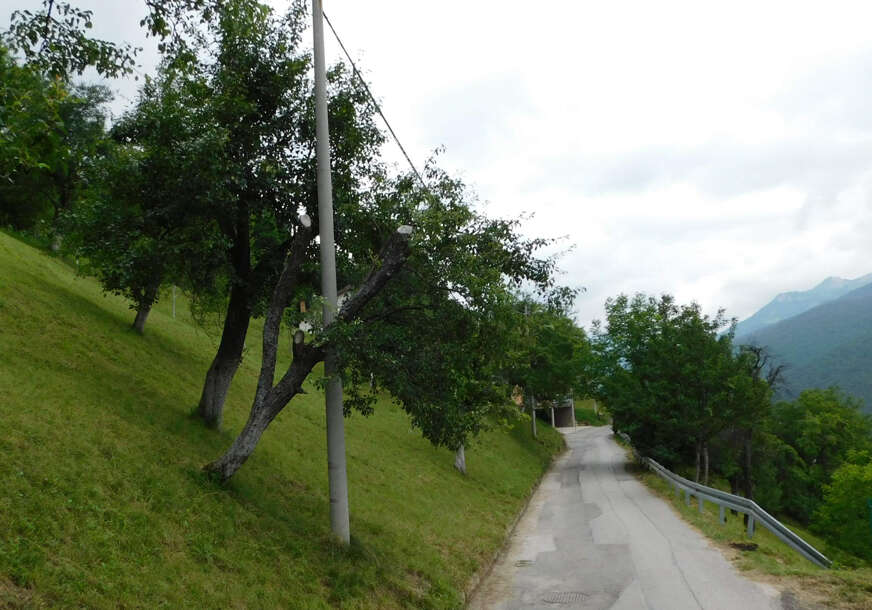 drvo i stup u Tihovićima