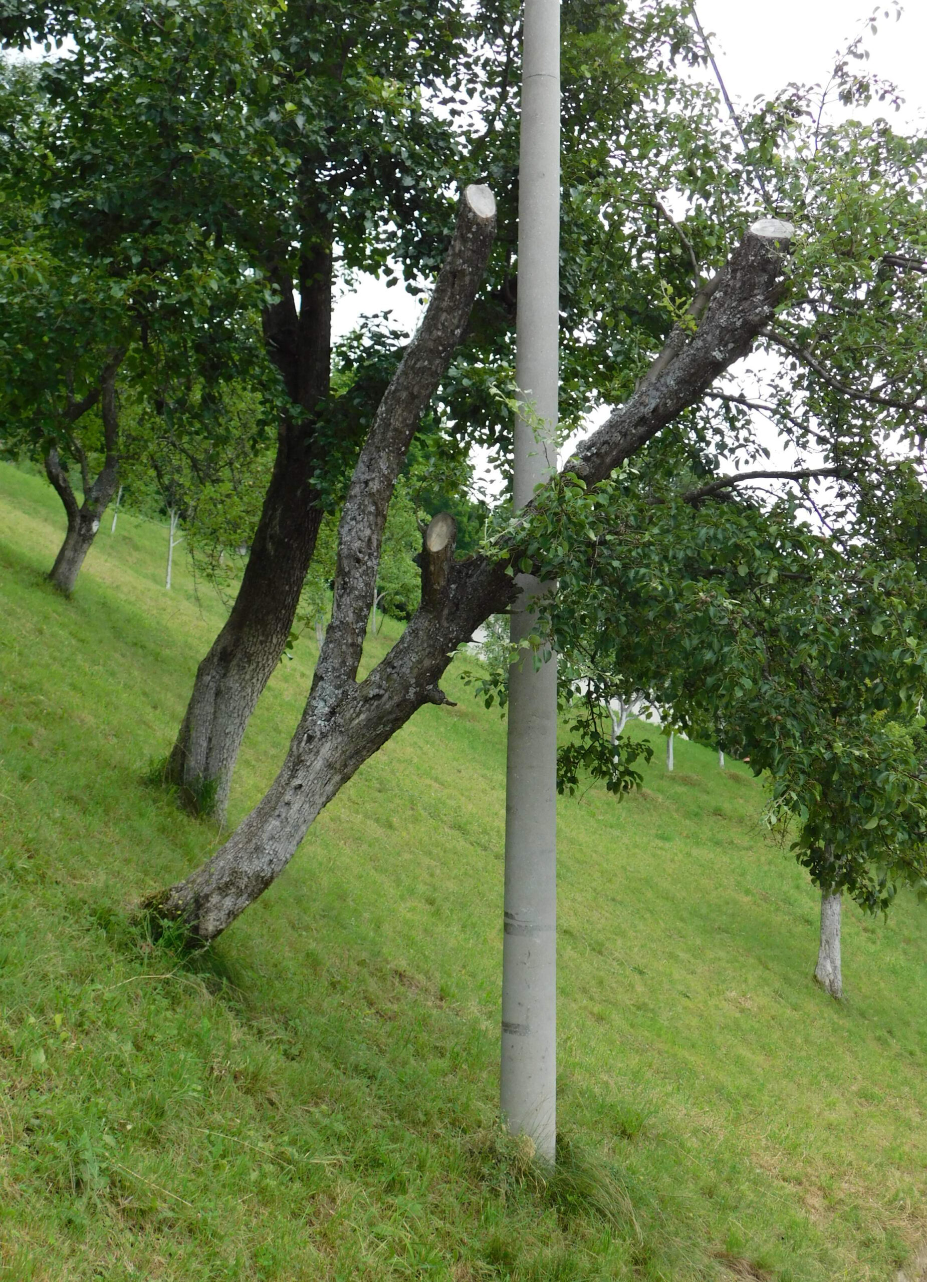drvo i stup u Tihovićima