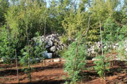 Grude: Uhapšen dok je zalijevao stabljike indijske konoplje