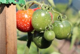 Cijeli život pogrešno perete voće i povrće: Stručnjak otkrio kako se jedino mogu ukloniti pesticidi i hemikalije