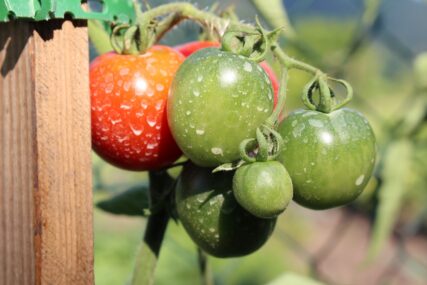 Cijeli život pogrešno perete voće i povrće: Stručnjak otkrio kako se jedino mogu ukloniti pesticidi i hemikalije