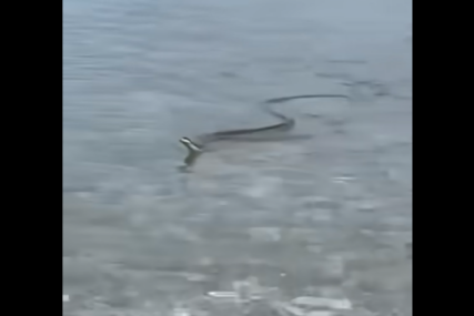 PRIZOR IZ HRVATSKE U moru snimio "diva među evropskim zmijama" (VIDEO)
