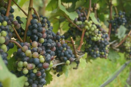 Hercegovina bilježi iznadprosječan urod grožđa