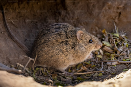 Nakon leptospiroze, Sarajevu prijeti mnogo opasniji virus
