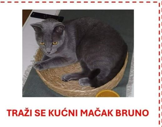 Mačak Bruno 