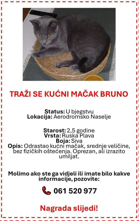 Mačak Bruno
