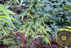 Na području općine Neum jedna osoba lišena slobode, pronađeno 50 stabiljka cannabisa