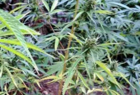 Na području općine Neum jedna osoba lišena slobode, pronađeno 50 stabiljka cannabisa