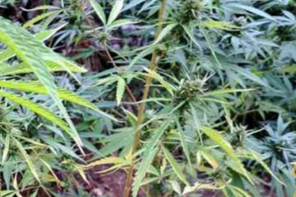 Na području općine Neum jedna osoba lišena slobode, pronađeno 50 stabiljka cannabisa