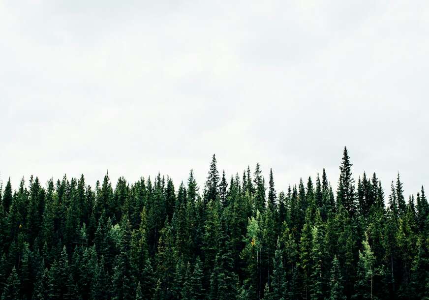 FOTO: UNSPLASH/ MICHAEL BENZ