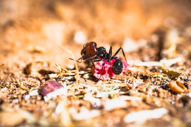 FOTO: UNSPLASH