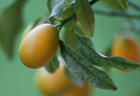 Mali citrus s velikim stavom: Zašto ovog ljeta morate zagristi kumkvat (i to s korom!)