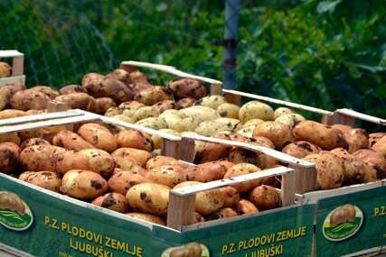 Krenula sadnja 'Ljubuškog ranog' krompira, očekuje se urod od oko 8 hiljada tona