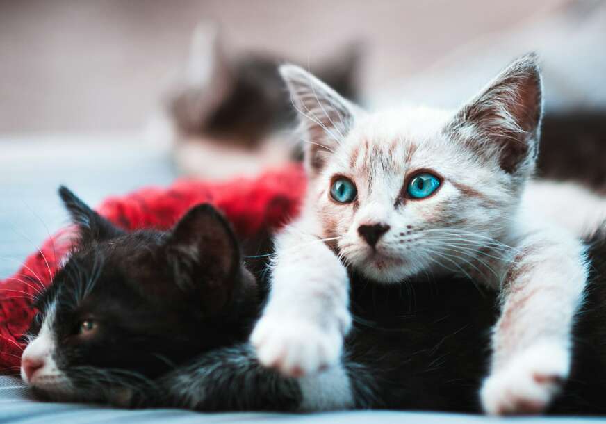 FOTO: UNSPLASH/ RAUL VARZAR