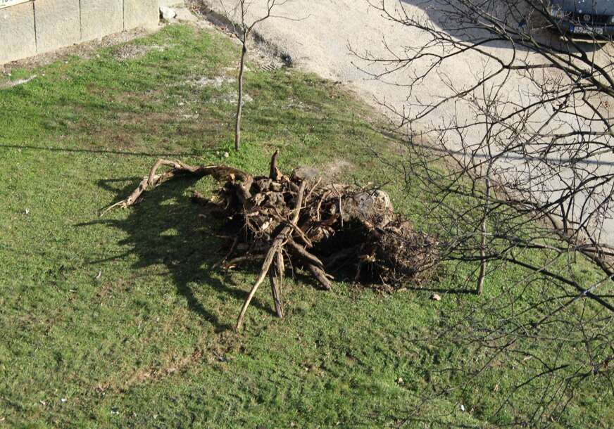 FOTO: E. MURAČAVIĆ