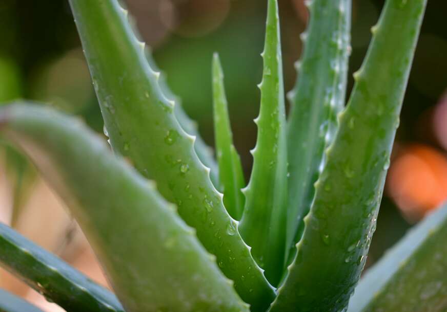FOTO: UNSPLASH