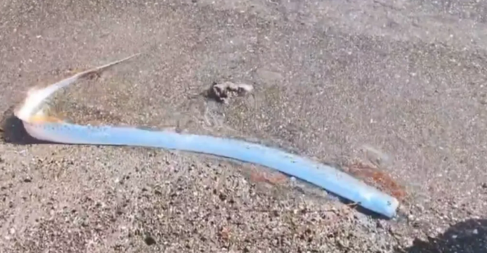 FOTO: MREŽA X/ SCREENSHOT VIDEO