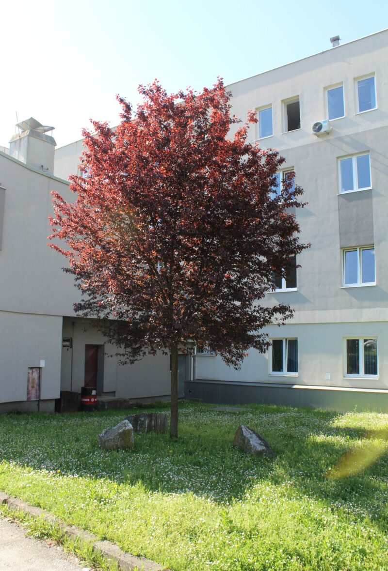 FOTO: E. MURAČEVIĆ