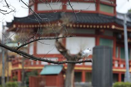 Turisti masovno otkazuju putovanja u Japan