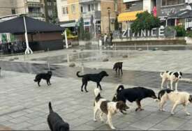 Živinice: Čopor pasa luta gradom, prolaznici u strahu