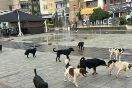 Živinice: Čopor pasa luta gradom, prolaznici u strahu