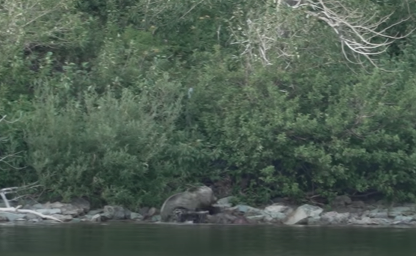 FOTO: SCREENSHOT/YT/
STANTON GILES
